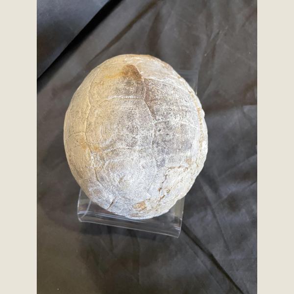 Pre-Historic Fossilized Turtle