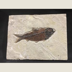 Click here to go to the Pre-Historic Fish Fossil page