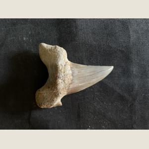 Click here to go to the Prehistoric Shark Tooth page