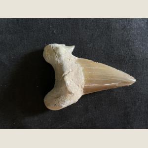 Click here to go to the Prehistoric Shark Tooth page