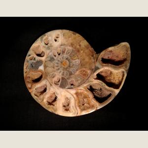 Click here to go to the Pre-Historic Ammonite Fossil page
