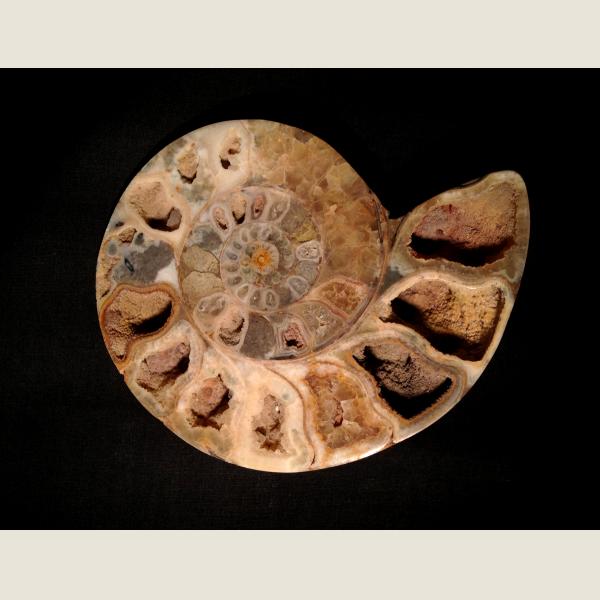Pre-Historic Ammonite Fossil