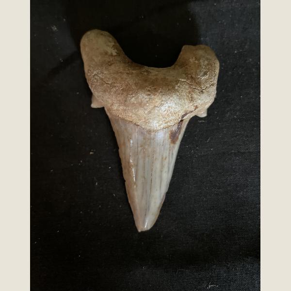 Prehistoric Shark Tooth